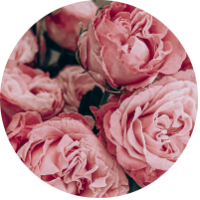 damaszkuszi rózsa